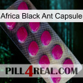 Africa Black Ant Capsule 09